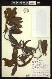 Byrsonima spicata image