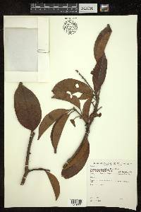 Byrsonima crassifolia image