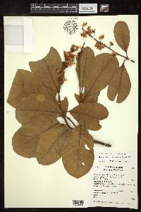 Byrsonima crassifolia image