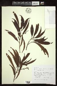 Byrsonima spicata image