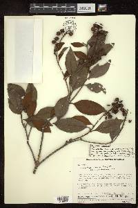Byrsonima spicata image