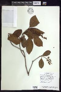 Byrsonima crassifolia image