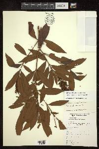 Byrsonima spicata image