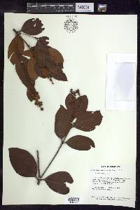 Byrsonima crassifolia image