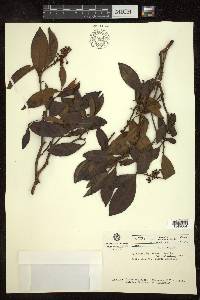 Byrsonima spicata image