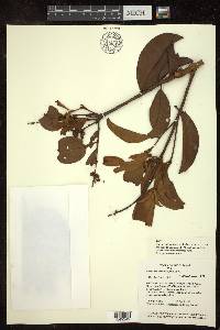 Byrsonima crassifolia image