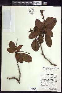 Byrsonima crassifolia image