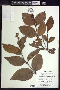 Byrsonima crassifolia image