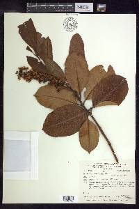 Byrsonima crassifolia image