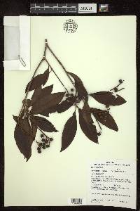 Byrsonima spicata image