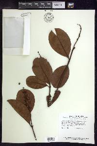 Byrsonima crassifolia image