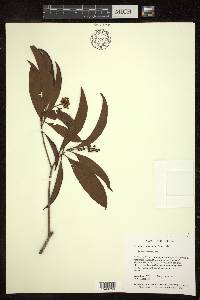 Byrsonima spicata image