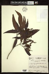 Byrsonima spicata image