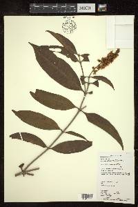 Byrsonima spicata image