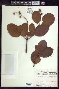 Byrsonima crassifolia image