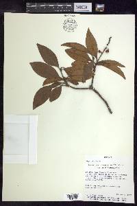 Byrsonima crassifolia image