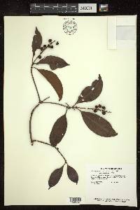 Byrsonima spicata image