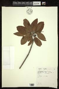 Byrsonima crassifolia image