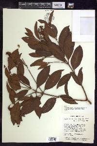 Byrsonima crassifolia image