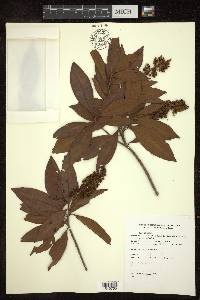 Byrsonima spicata image