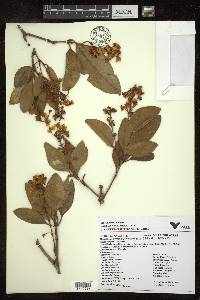 Byrsonima crassifolia image