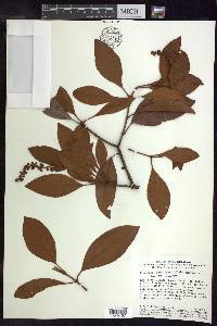 Byrsonima crassifolia image