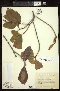 Byrsonima crassifolia image