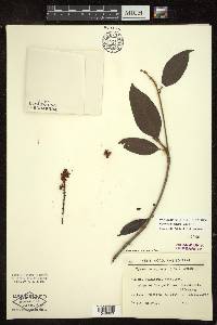 Byrsonima spicata image