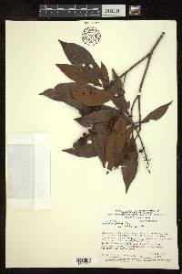Byrsonima spicata image