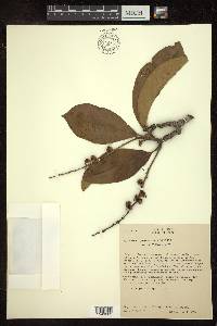 Byrsonima crassifolia image