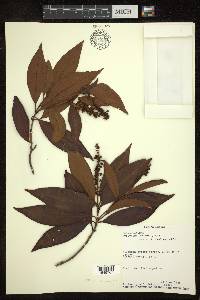 Byrsonima spicata image
