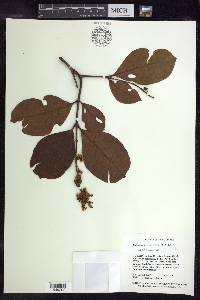 Byrsonima crassifolia image