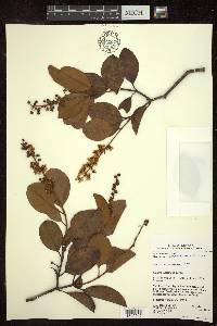 Byrsonima crassifolia image