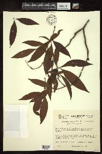 Byrsonima spicata image