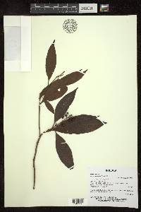 Byrsonima spicata image