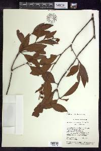 Byrsonima crassifolia image