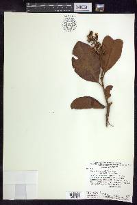 Byrsonima crassifolia image