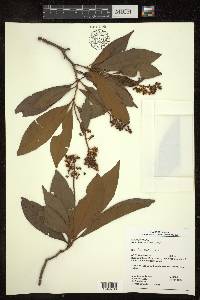 Byrsonima spicata image