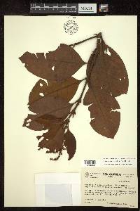 Byrsonima crassifolia image