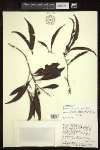 Byrsonima spicata image