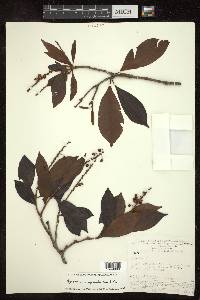 Byrsonima spicata image
