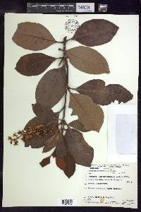 Byrsonima crassifolia image