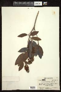 Byrsonima spicata image