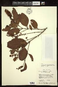 Byrsonima crassifolia image