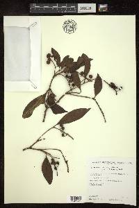 Byrsonima spicata image