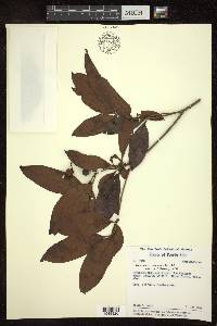 Byrsonima spicata image