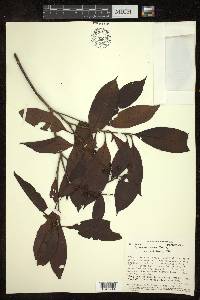 Byrsonima spicata image