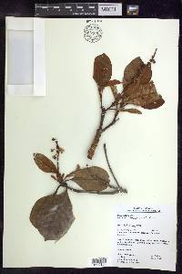 Byrsonima crassifolia image