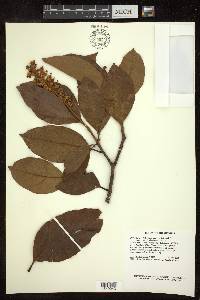 Byrsonima crassifolia image