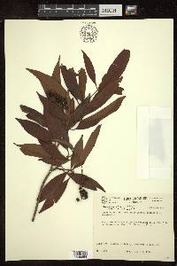 Byrsonima spicata image